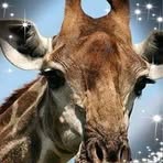 Denise Milliken Olsen - Facebook