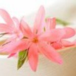 Flor De Liz - @denise.morse.944 - Instagram