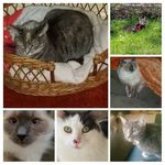 Denise Mountain - @4wheelinggranny - Instagram