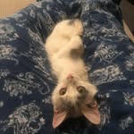 Denise The Munchkin Princess 🐱 - @denise_the_munchkin_princess - Instagram