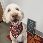 C Denise Nesmith - @conversationswithmywig - Instagram