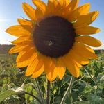 Denise O'Gorman-Nowak - @denisemnowak - Instagram