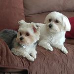 Denise Pastore Giannetti - @cawfee58 - Instagram