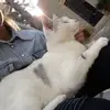 Denise pastore - @musik.la - TikTok