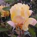 Denise Pence - Facebook