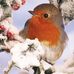 Denise Penrose - Facebook