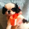 Denise Piotrowski - @denise.piotrowski5 - TikTok