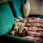 Denise Prater - @denisebirdies - Instagram