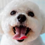 Denise Pratt - @djspetgrooming - Instagram