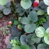 Denise Reddy - @denise.reddy6 - TikTok