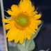 Denise Riggs - Facebook