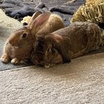 Denise Rispoli Becknell - @sesamebunbunny - Instagram