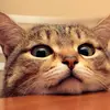 cutecat.good - @deniserobertson20000 - TikTok