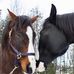 Denise Robichaud - Facebook