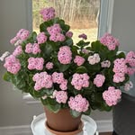 Denise Robichaud - @denise.rbchd - Instagram