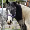 Denise Robichaud - @denise.robichaud - TikTok