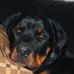 Denise Rutledge - Facebook