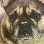Denise Severson - @tazzycat40 - Instagram