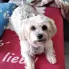denisesimard05 - @denisesimard05 - TikTok