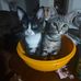Denise Springer - Facebook
