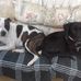 Denise Staples - Facebook