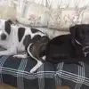 Denise Staples - @denise.staples8 - TikTok