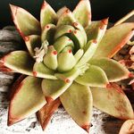 Denise Stauber-Holzer - @denisestauberholzer - Instagram