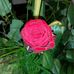 Denise Steffan - Facebook