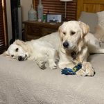 Denise Stout Smith - @lifewithdocanddaisy - Instagram
