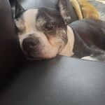 Denise Strom - @farmgirl4life69 - Instagram