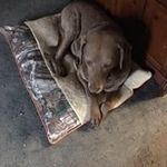 Denise Strunk Eckert - @snowfevers - Instagram