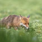 Denise Stuber - @denisestubertierfotografie - Instagram