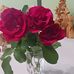 Denise Stoltz - Facebook