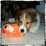Denise Sumner - @littledog1966 - Instagram