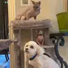 Denisesunicorn.org - @denisesunicorns.org - TikTok