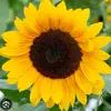 sunflower🌻🌻 - @denisesunflowers - TikTok