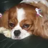 Dennis Tomaszewski denny 23 - @dennis.tomaszewsk8 - TikTok