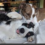 Denise Tomlin - @renegadejane - Instagram