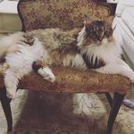 Denise Tompkins - @thecottoncotillion - Instagram