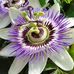 Denise Tutt - Facebook