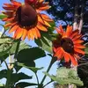 denisetuttle436 - @denisetuttle436 - TikTok