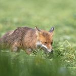 Denise Stuber - @denisestubertierfotografie - Instagram