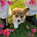 Denise MacDonald-Vail - @diggs67 - Instagram