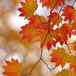 Denise Valentin - @dvdevarie - Instagram