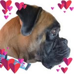 Denise Voss - @dmvossidaho - Instagram