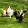 denisevoss1 - @mama2chickens - TikTok