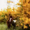 Moretti - @denisewakefield5a2675 - TikTok