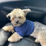 Denise Walden - @tazz.yorkie - Instagram