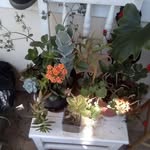 Denise Watts - @denise.watts.3910 - Instagram
