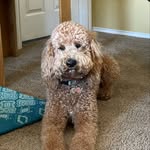 Denise Trevino Wehner - @cooperboywehner.5 - Instagram